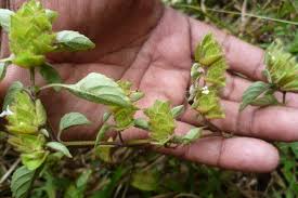 Image result for Phaulopsis imbricata