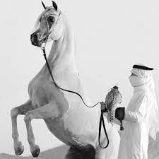 pin by عوبد on منشوراتي المحفوظة horses giraffe animals