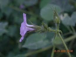 Image result for Ipomoea dichroa