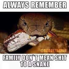 Mother In Law The Snake Narcissistic Mother In Law Sister In Law Meme Mother In Law Quotes