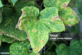 Image result for spider mites on cucumbers