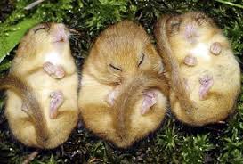 Three Sleeping Dormice Cute Animals Cute Baby Animals Baby Animals