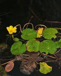Image result for Nymphoides milnei