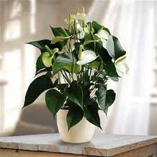 Flamingo Plant Anthurium White Champion 1 Plant Plants White Plants Flamingo Plant