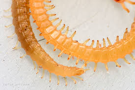 Image result for Centemopsis longipedunculata