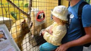 Find the reviews and ratings to know better. Bird Paradise Wildlife Park Langkawi Youtube