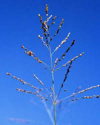 Image result for Panicum pusillum