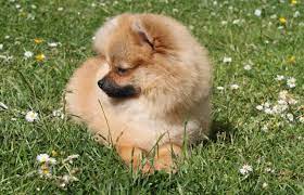 Maybe you would like to learn more about one of these? Original Breed Pomeranian Puppy Price Sri Lanka