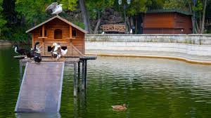 We need a duck house design on our farm that will be predator proof. 2 530 Duck House Pond Photos Free Royalty Free Stock Photos From Dreamstime