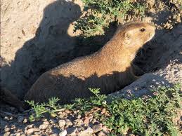 How to keep prairie dogs out of garden. Photo U S National Park Service