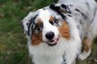 Breed Battle: Border Collie vs Australian Shepherd ...