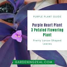 Please contact your veterinary surgeon for advice or treatment immediately if you think your pet has eaten any of the following plants and is. Purple Heart Plant Tradescantia Pallida Purple Queen Plant Mystery Gardening Zeal