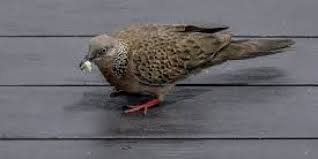 Berbeda halnya dengan burung yang sudah dewasa, dimana burung tersebut telah rajin berbunyi atau manggung, maka anda perlu memberikan pakan yang bernutrisi ditambah dengan herbal. Tips Agar Derkuku Rajin Bunyi Info Guyub Rukun Derkuku Puter Pelung