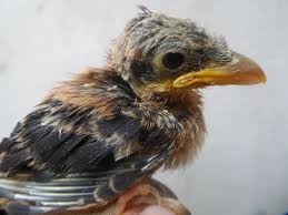 Sebenarnya agar burung cendet menjadi juara even tidak hanya memilih jenis burung saja, tapi kita juga harus. Unduh 97 Gambar Burung Cendet Umur 8 Bulan Paling Baru Gratis