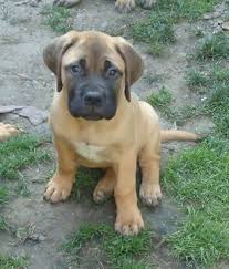 So, the gamekeepers breeded the two, and the gamekeeper's night dog, or bullmastiff, was born. Litter Of 4 Bullmastiff Puppies For Sale In Lima Ny Adn 36318 On Puppyfinder Com Gender Female A Bullmastiff Puppies For Sale Bull Mastiff Puppies For Sale