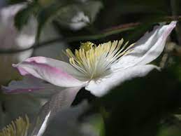 First in late spring to early summer, then from midsummer to early fall. Clematis Giant Star Clematis Montana Giant Star Baumschule Horstmann