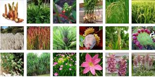 Cili padi , cili api, cili rawit, cabai burung, lada jarum, atau lada tunggeng (kerana buahnya dalam keadaan terbalik) merupakan sejenis tumbuhan dari keluarga solanaceae yang sangat popular di asia tenggara terutama di malaysia, indonesia dan thailand. Contoh Tanaman Kontan Di Malaysia Tinggalkan Kerjaya Sebagai Kontraktor Raih Pendapatan Lumayan Sebagai Petani