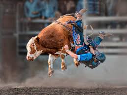 Bull hill guest ranch, located in northeastern washington state, sits at the foothills of the majestic rocky mountains near british columbia, canada. Bull Riding Posters Fine Art America