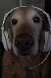 national dog day turner golden retriever kopek