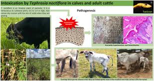 Image result for Tephrosia aequilata