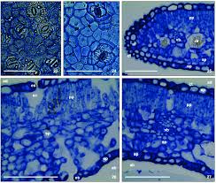 Image result for Tabernaemontana eglandulosa