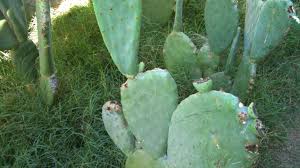 The entire plant can end up with a bad case yes, beetles can eat cactuses. Eating Cactus American Cheese Oyster Art Twitter Recipes Good Food