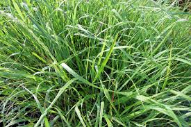 Image result for Panicum
