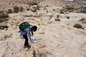 Image result for Daknopholis