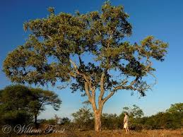 Image result for Philenoptera