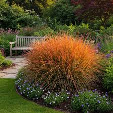 Image result for Miscanthus