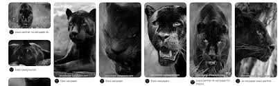 Black Panther Wallpaper 4k Check All Black Wallpapers Facebook Thekidddo malaysia ringgit banknotes falls on black background 4k clip normal speed n1glvblm l f0000 png.