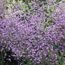 This is the largest and most common of the meadow rue species in minnesota, found across the state in moist woods, wet meadows, ditches, and floodplains. Buy Meadow Rue Thalictrum Delavayi 7 99 Delivery By Crocus
