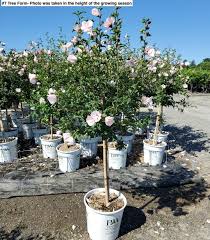 Image result for Hibiscus syriacus ´Pink Chiffon