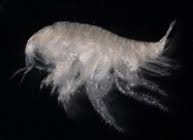 Image result for Urochloa brevispicata