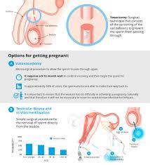 They're undergoing in vitro fertilization (ivf), a fertility treatment that involves retrieving eggs from the ovaries, inseminating them with. Can I Become A Father After A Vasectomy Eugin Ivf Clinic