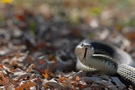 It is often found in backyards under debris, and rarely seen active day or night. Which Snakes Are More Active In The Fall How To Avoid Snakes Snakebites