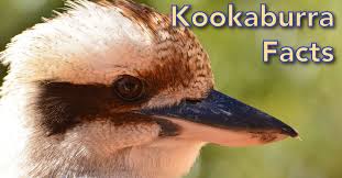 Jägerliest (art), auch lachender hans, ein australischer vogel deutsch wikipedia. Kookaburra Facts For Kids Information Pictures Video