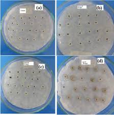 Image result for Ocimum minutiflorum