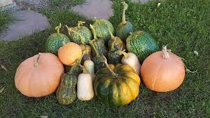 Image result for người bán rau hành bất hợp pháp ở úc
