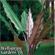 Check out alocasia plant on ebay. Alocasia Lauterbachiana Elephant Ear Wellspring Gardens Wellspring Gardens Buy Tropical Edible Plants Online
