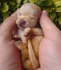 California teacup chihuahua puppies for sale. 12 Facts About Chihuahua Puppies I Love My Chi