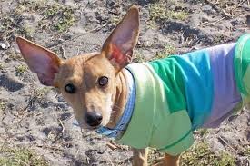 This is a trait the hybrid inherits from the dachshund side of the family. Toy Rat Doxie Dog Breed Information And Pictures