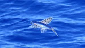 Image result for flying fish