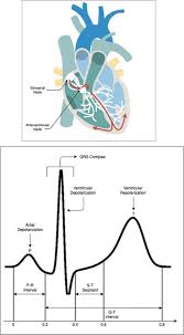 Image result for Electrocardiogram Validity
