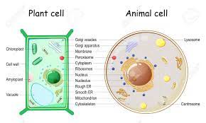 Maybe you would like to learn more about one of these? Plant Cell And Animal Cell Structure Cross Section And Anatomy Of Cell Biology Chart Vector Illustration On A White Background Detailed Diagram For Use In Education Royalty Free Cliparts Vectors And Stock