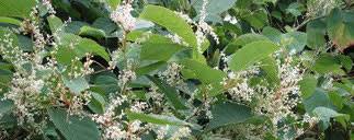 Maybe you would like to learn more about one of these? How To Identify And Kill Japanese Knotweed Flowerpotman Landscape Gardener