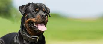 I have owned several rottweiler's and i obtained my first one in 1991. Hunderasse Rottweiler Rasseportrait