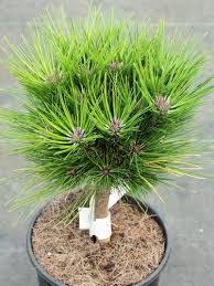 Image result for Hunteria densiflora