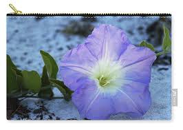 Image result for Bonamia