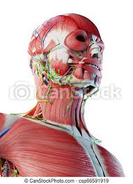 Understanding the anatomy of the brain is an important aspect of biopsychology. 3d Rendered Illustration Of A Mans Anatomy Of The Head And Neck Canstock